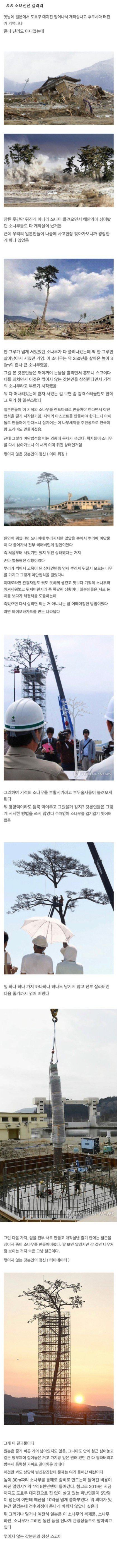 동일본 대지진을 견딘 일본의 소나무