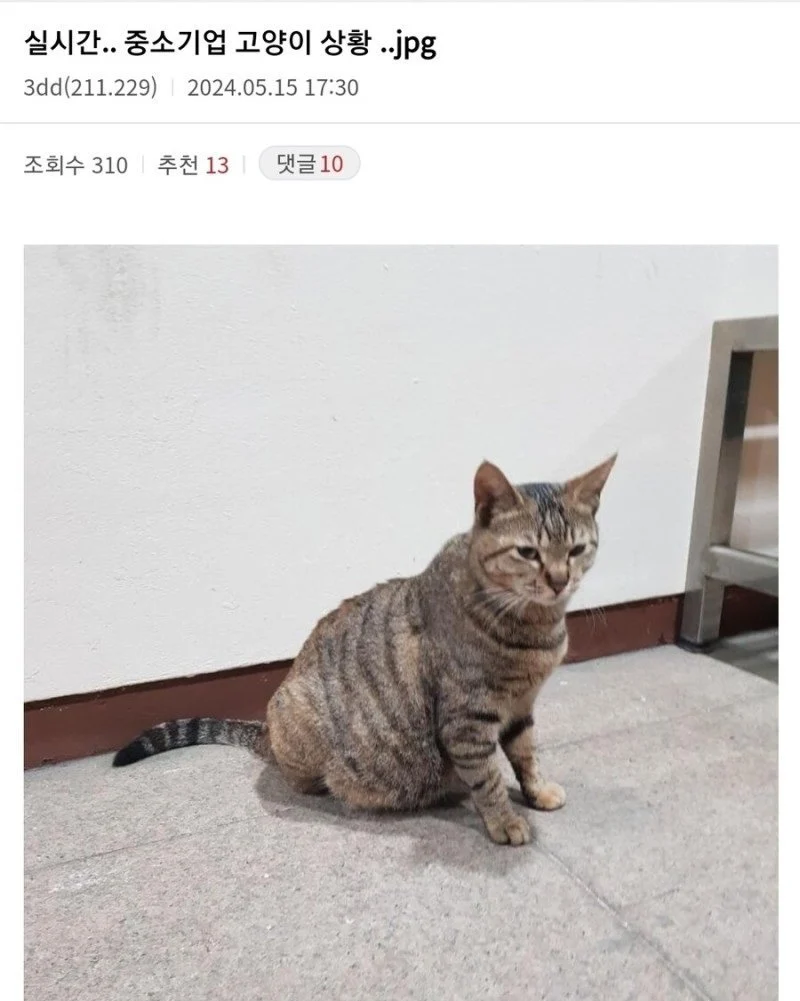 중소기업 고양이 특징