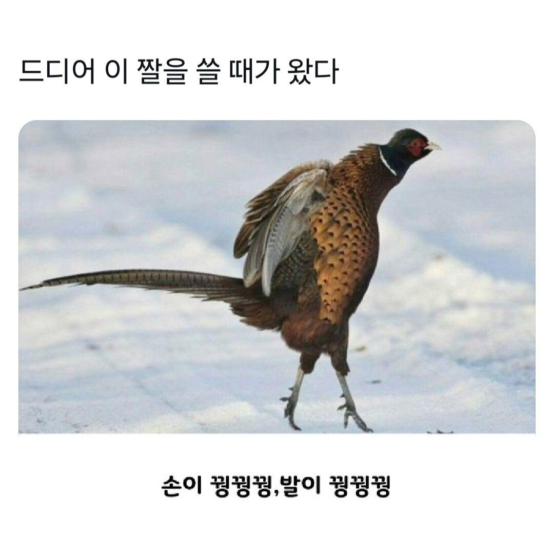 드디어 이 짤을 쓸때가 왔다