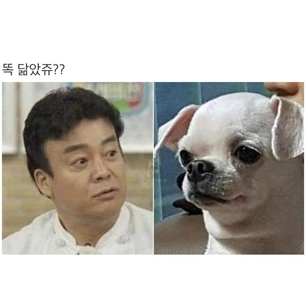 손석구 닮은 강아지