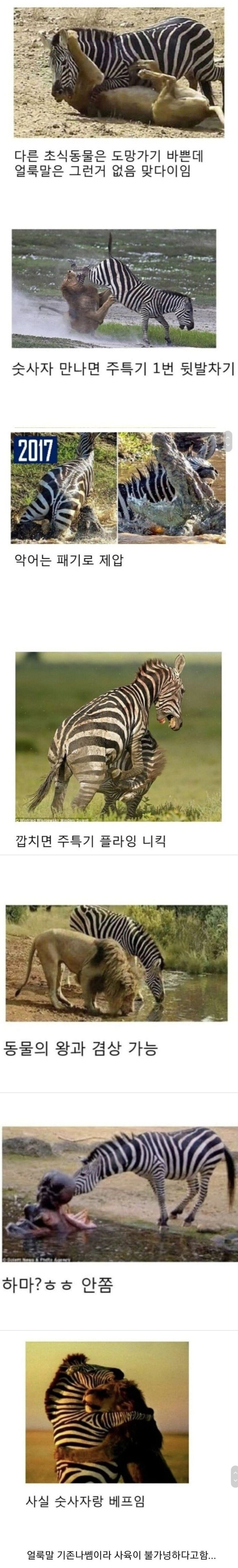 의외로 잘 안 알려진 얼룩말의 위엄