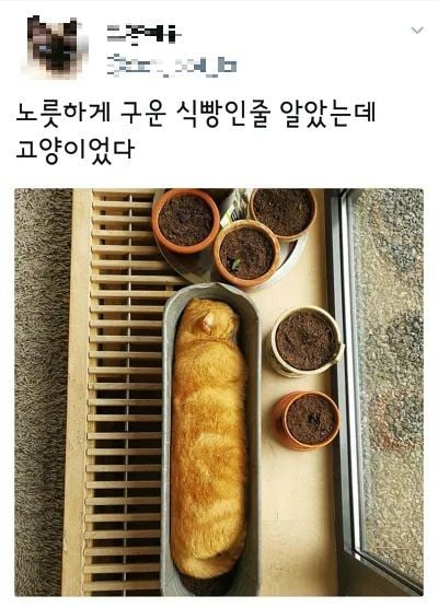 노릇하게 구운 식빵