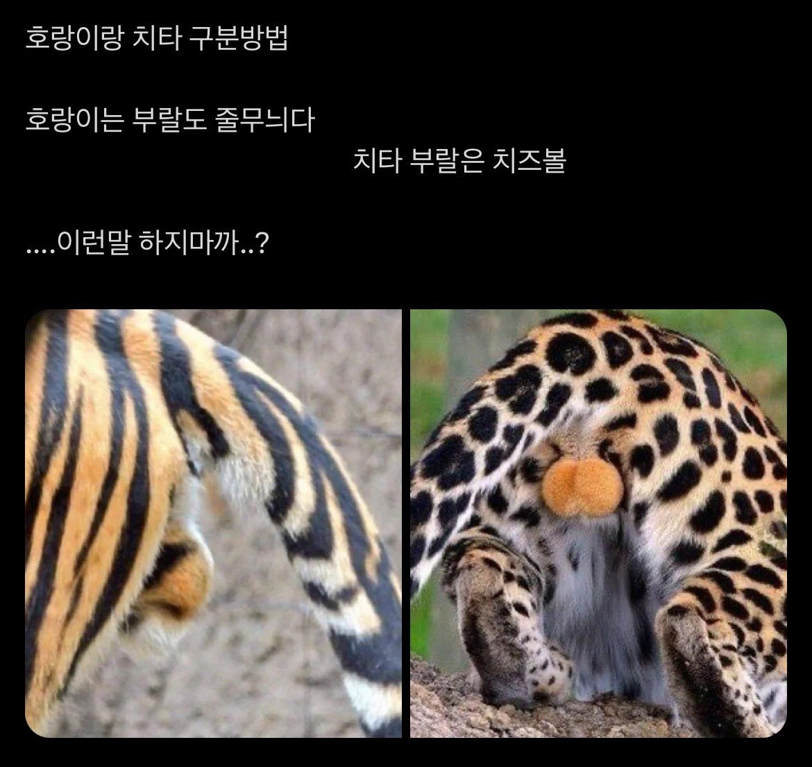 호랑이랑 치타 구분방법