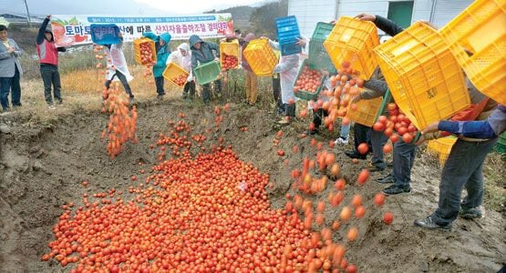 한국에서 과일이 비싼 가장 큰 이유