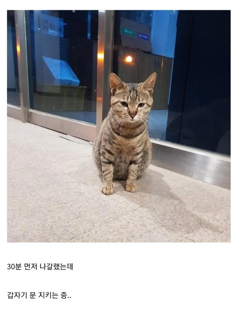 중소기업 고양이 특징