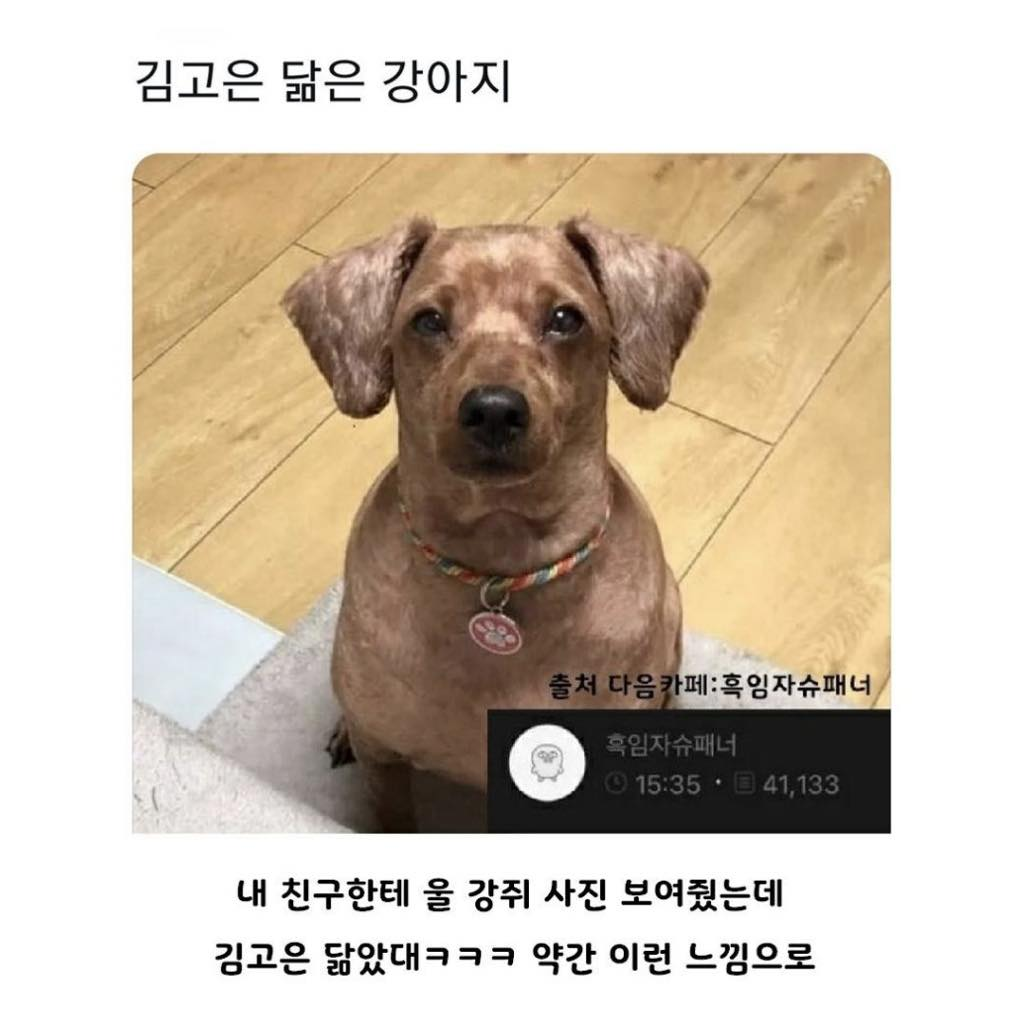 손석구 닮은 강아지