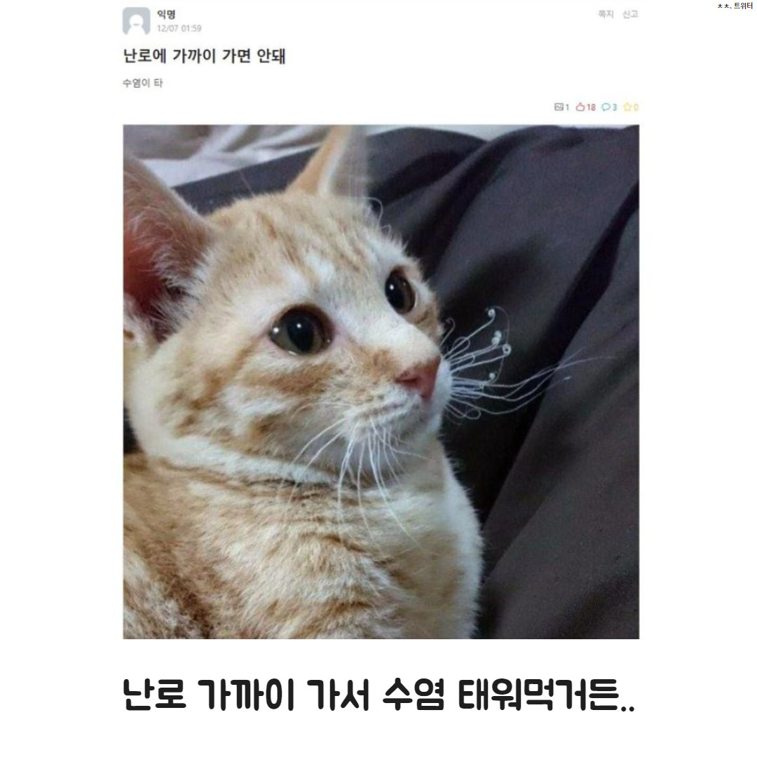 고양이가 난로 조심해야 하는 이유