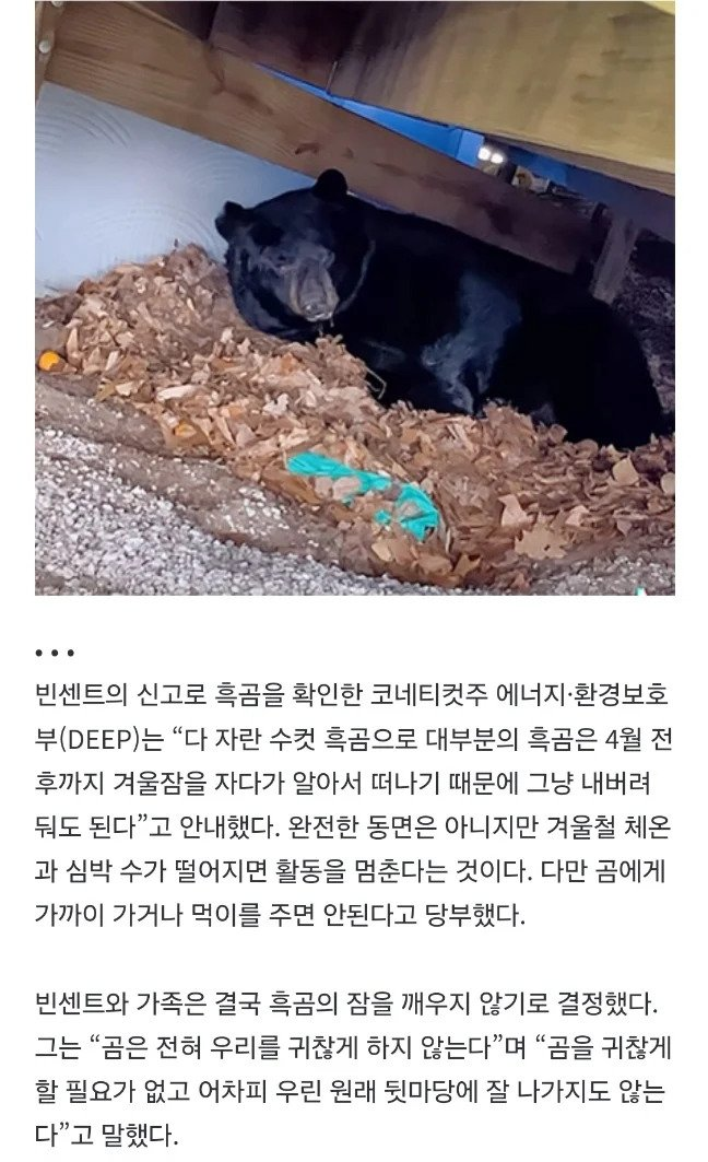 겨울잠 자려 가정집 마당 들어온 흑곰에 자리 깔아준 집주인