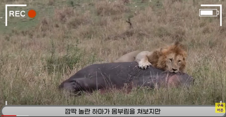 동물의 왕이 사자라고 불리는 이유