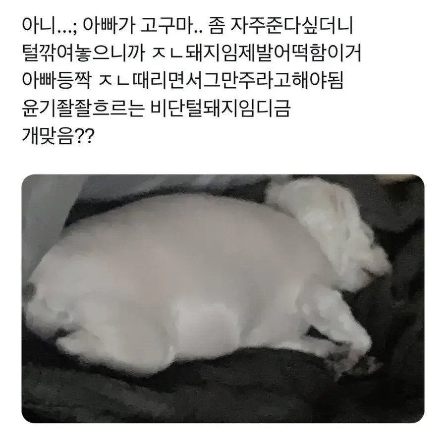 강아지가 너무 살쪄서 털이라도 깎아 본 견주