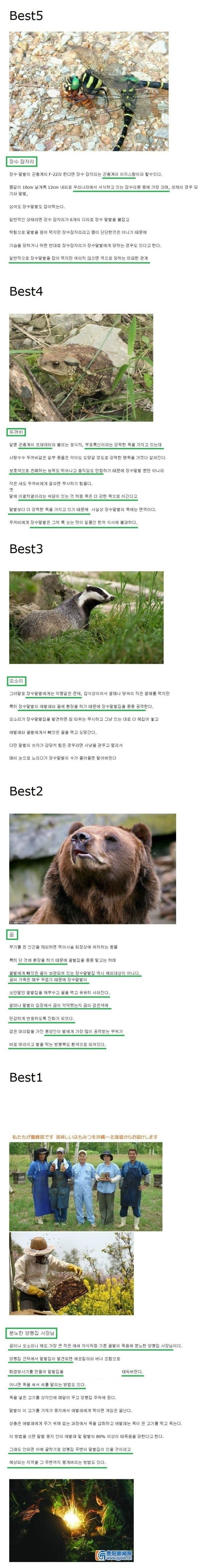 장수말벌 천적 best5