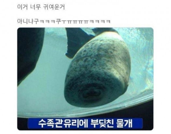 수족관에서 발사된 어뢰