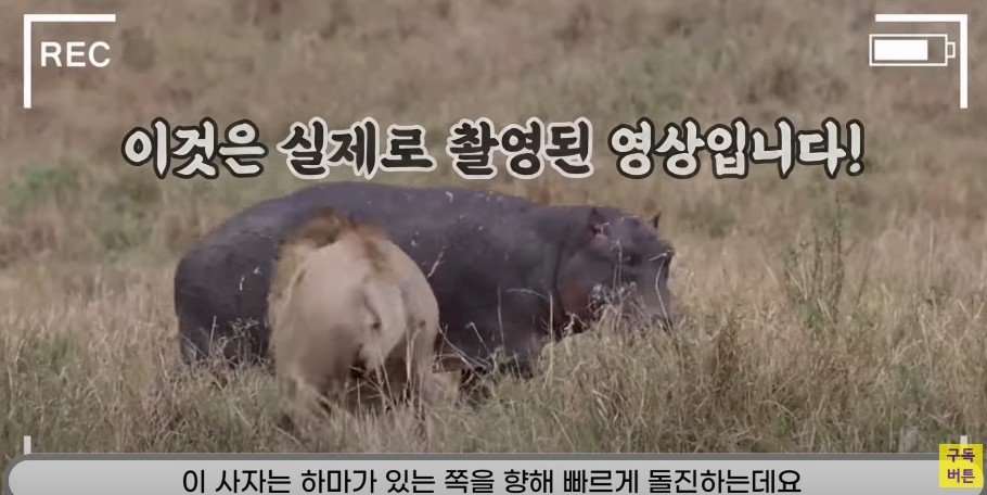 동물의 왕이 사자라고 불리는 이유