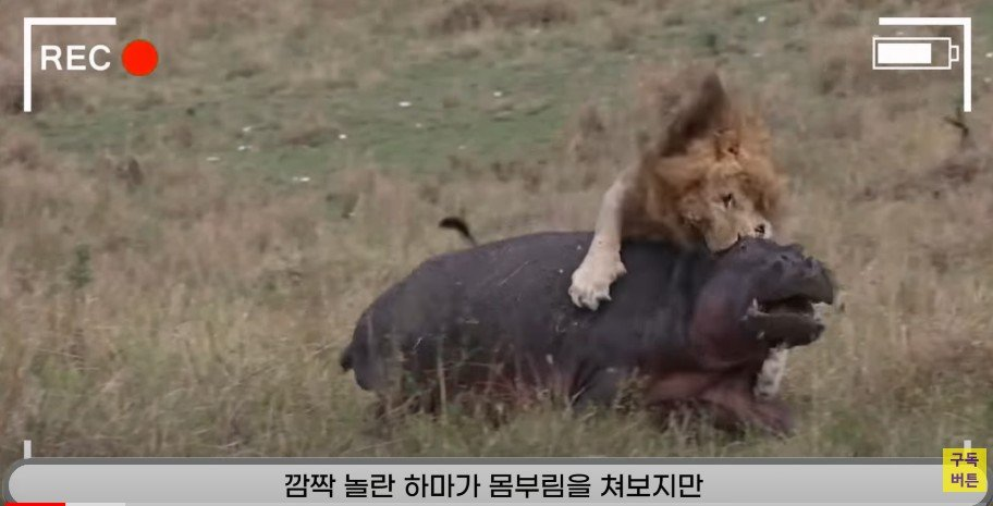 동물의 왕이 사자라고 불리는 이유