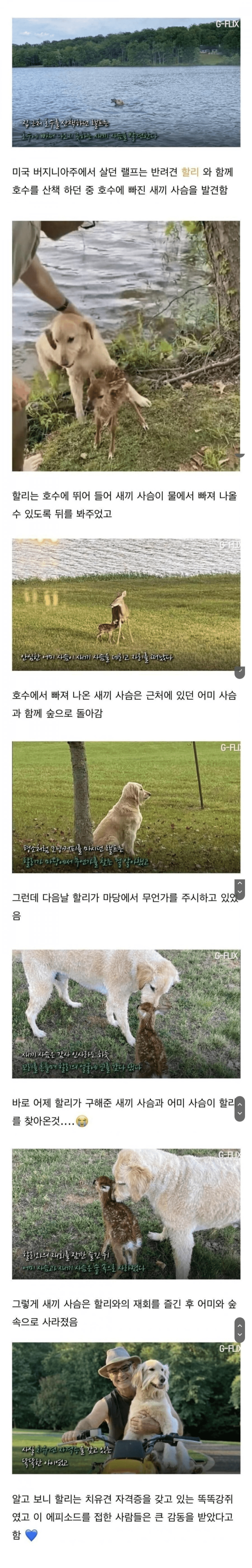 자신을 구해준 개를 찾아온 아기 사슴