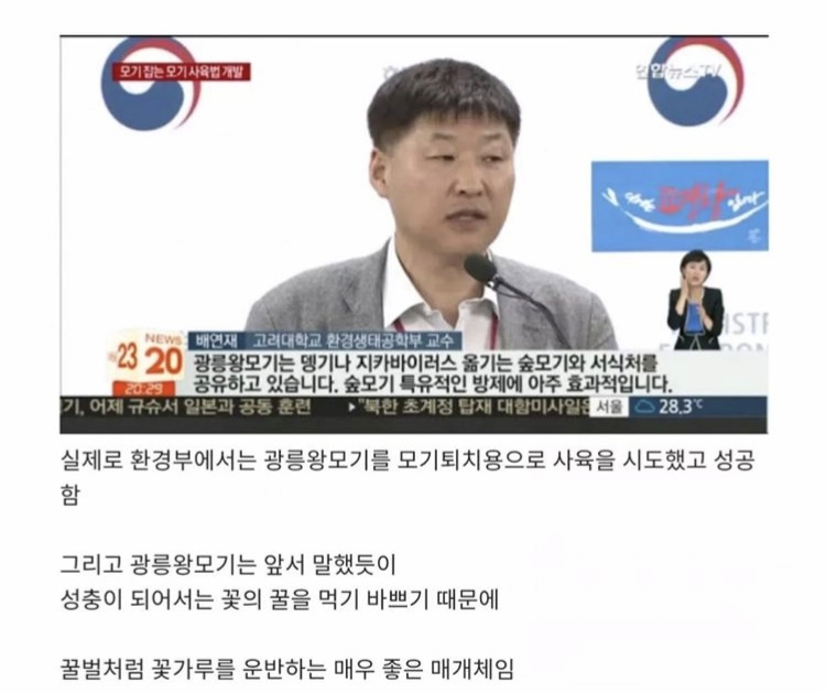 한반도에 서식하는 가장 큰 모기ㄷㄷㄷㄷㄷㄷㄷㄷ