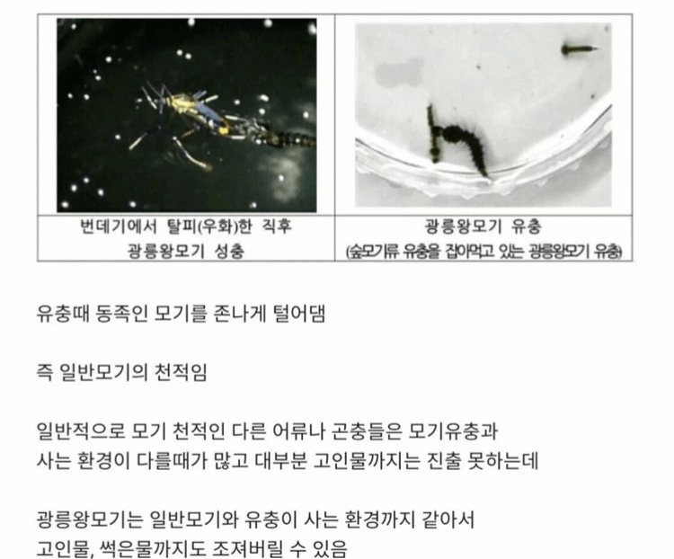 한반도에 서식하는 가장 큰 모기ㄷㄷㄷㄷㄷㄷㄷㄷ