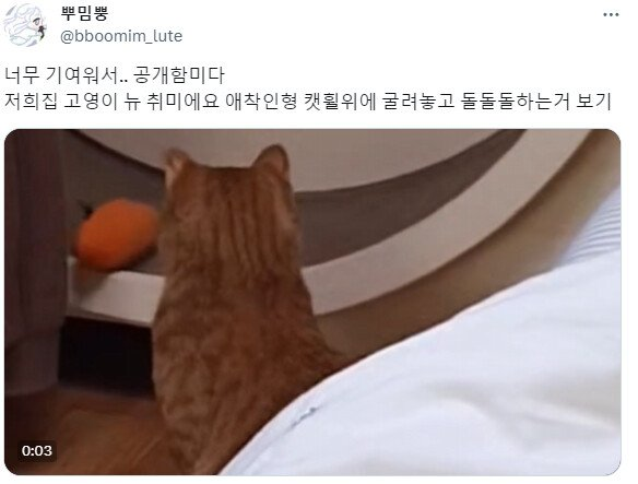 어느 고양이의 하찮은 취미