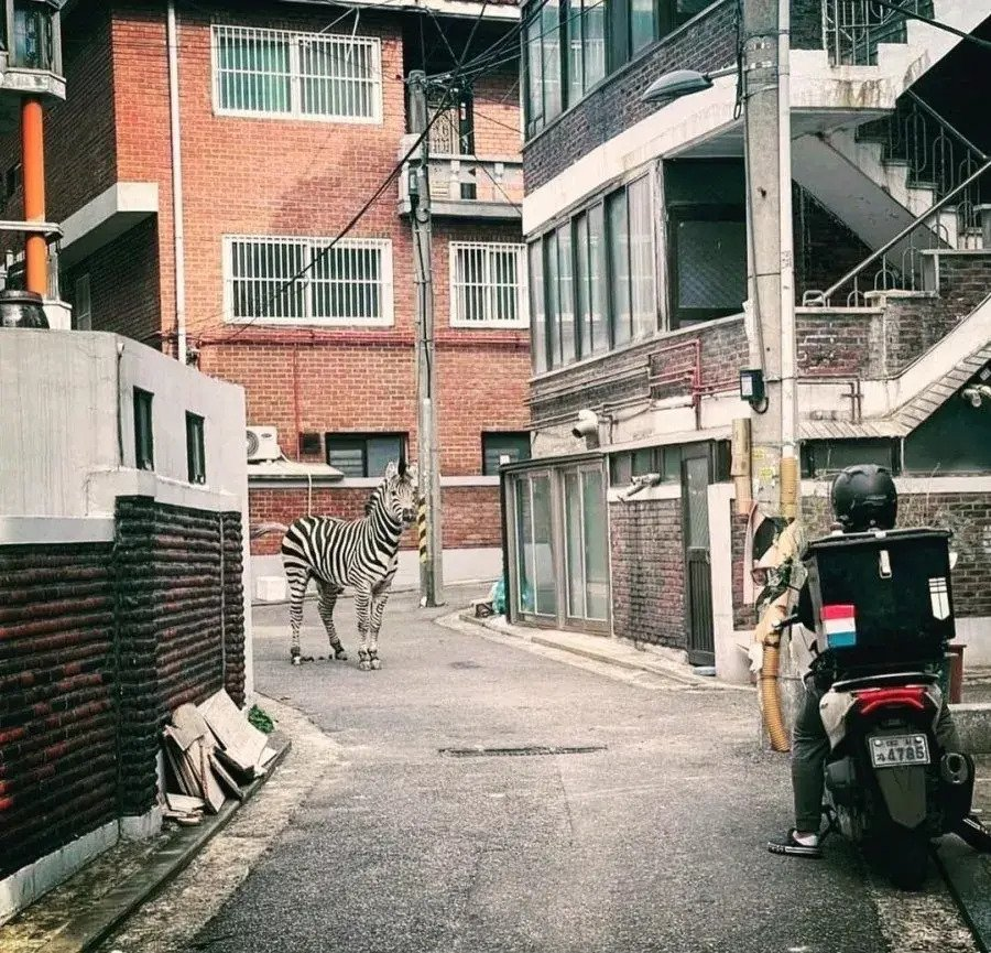 작년 ㅈ나 힙했던 얼룩말 탈출사건