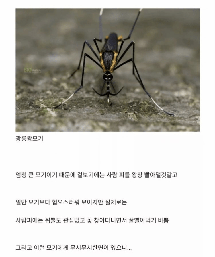 한반도에 서식하는 가장 큰 모기ㄷㄷㄷㄷㄷㄷㄷㄷ