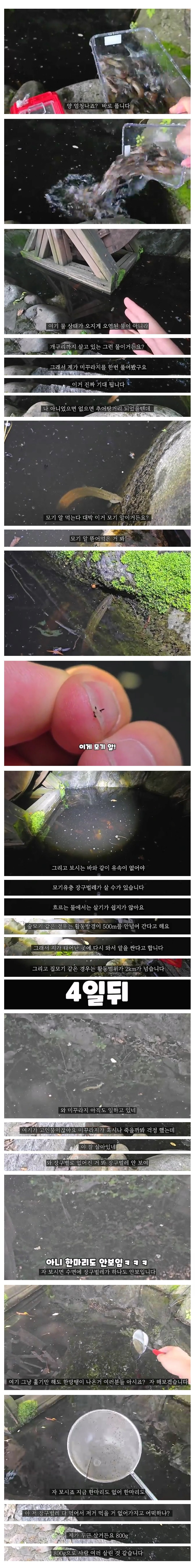 억만 마리 모기 서식지에 미꾸라지를 풀어놓으면 벌어지는 일