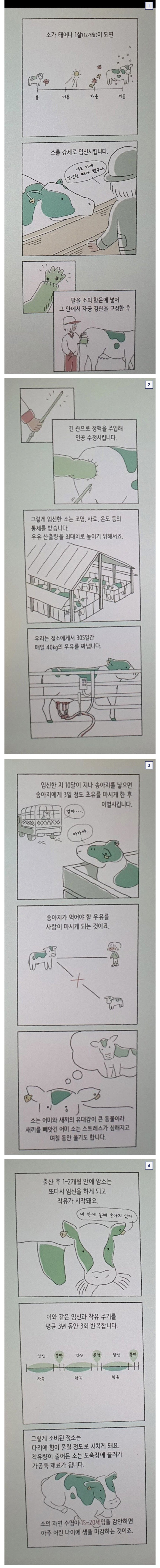 젖소한테서 우유를 짜내는 과정