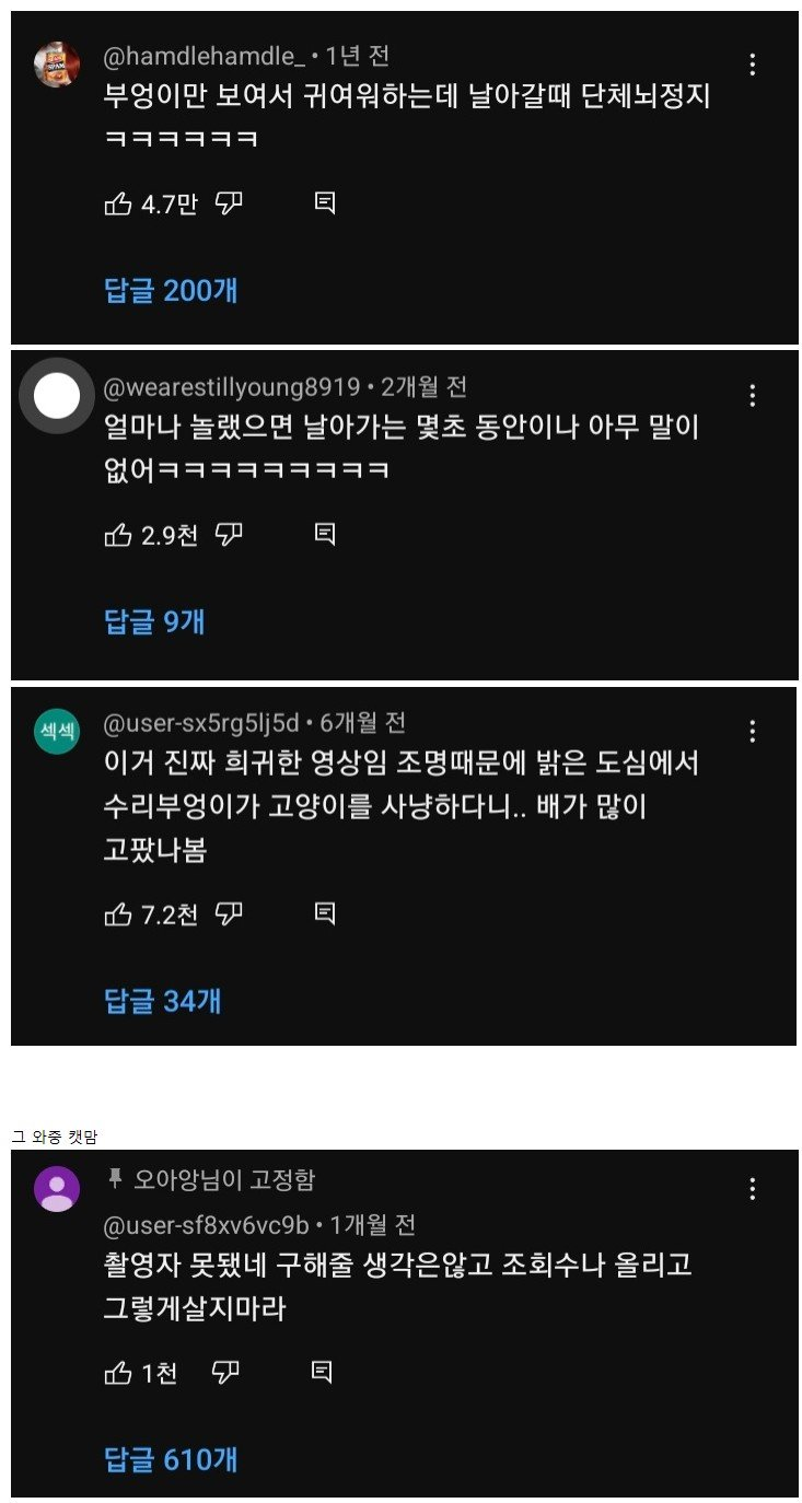 부엉이가 신기한 여학생들