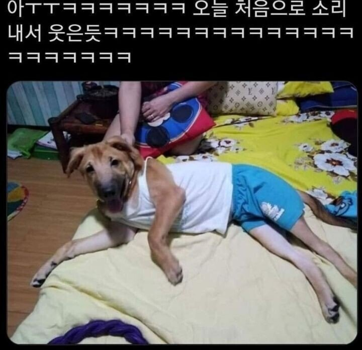 아빠가 우리집 개한테 내 옷 입힘..